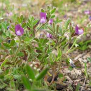 Photographie n°59339 du taxon Vicia lathyroides L. [1753]