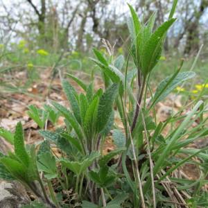 Photographie n°59343 du taxon Stachys recta L. [1767]