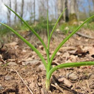 Photographie n°59344 du taxon Anthericum liliago L. [1753]