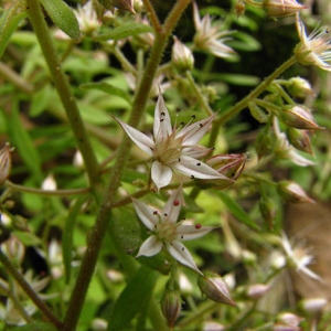 Photographie n°59351 du taxon Sedum cepaea L. [1753]