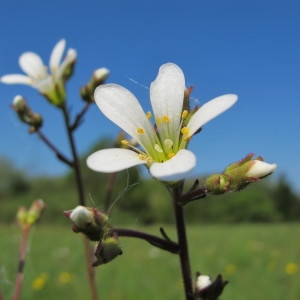 Photographie n°59373 du taxon Saxifraga granulata L. [1753]