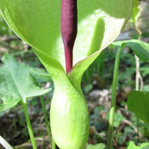 Photographie n°59375 du taxon Arum maculatum L. [1753]