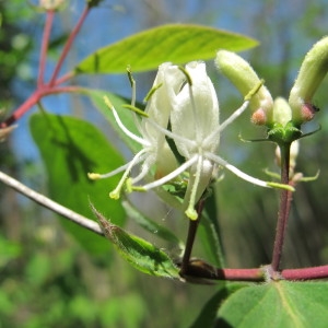 Photographie n°59378 du taxon Lonicera xylosteum L. [1753]