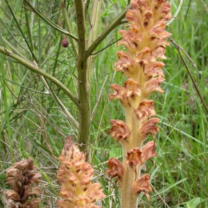 Photographie n°59387 du taxon Orobanche rapum-genistae Thuill. [1799]