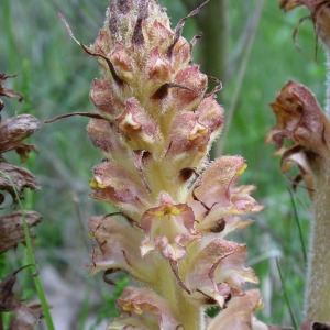 Photographie n°59388 du taxon Orobanche rapum-genistae Thuill. [1799]