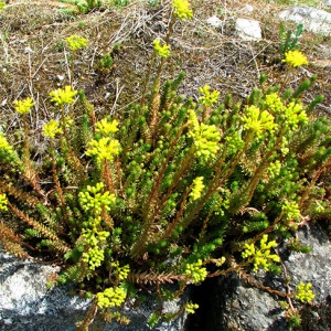 Photographie n°59391 du taxon Sedum rupestre subsp. rupestre