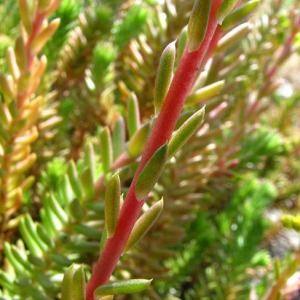 Photographie n°59392 du taxon Sedum rupestre subsp. rupestre