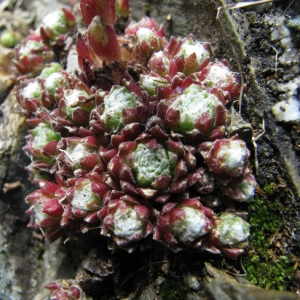 Photographie n°59398 du taxon Sempervivum arachnoideum L.