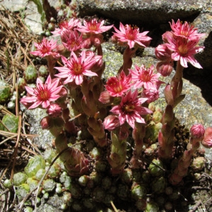 Photographie n°59400 du taxon Sempervivum arachnoideum L.