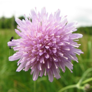 Photographie n°59401 du taxon Knautia arvensis (L.) Coult. [1828]