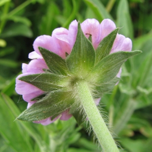 Photographie n°59402 du taxon Knautia arvensis (L.) Coult. [1828]