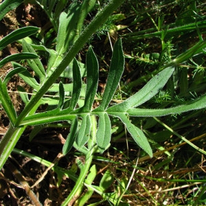 Photographie n°59403 du taxon Knautia arvensis (L.) Coult. [1828]