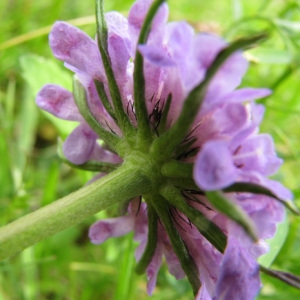 Photographie n°59410 du taxon Scabiosa cinerea subsp. cinerea