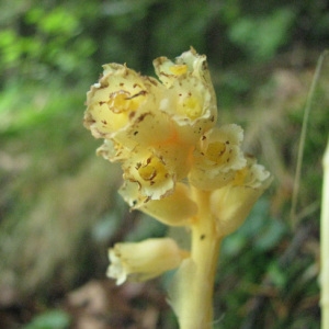 Photographie n°59419 du taxon Monotropa hypopitys L. [1753]