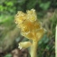  Catherine MAHYEUX - Monotropa hypopitys L. [1753]