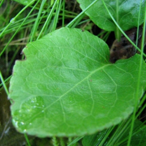 Photographie n°59421 du taxon Pyrola minor L. [1753]