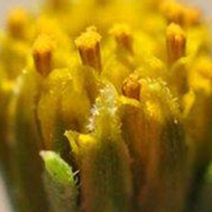  - Bidens subalternans DC. [1836]