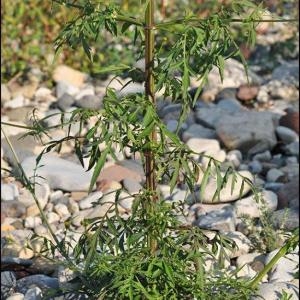Photographie n°59446 du taxon Bidens subalternans DC. [1836]