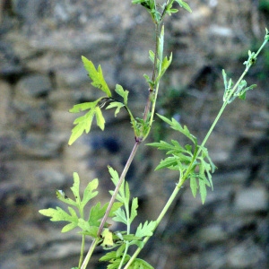 Photographie n°59462 du taxon Bidens subalternans DC. [1836]
