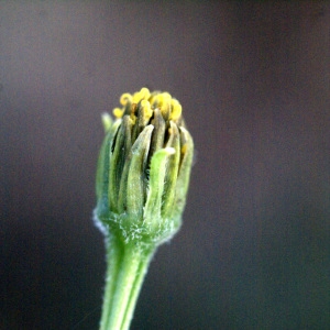 Photographie n°59463 du taxon Bidens subalternans DC. [1836]
