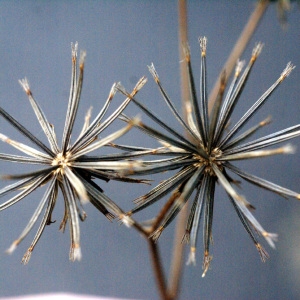  - Bidens subalternans DC. [1836]