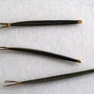  - Bidens subalternans DC. [1836]