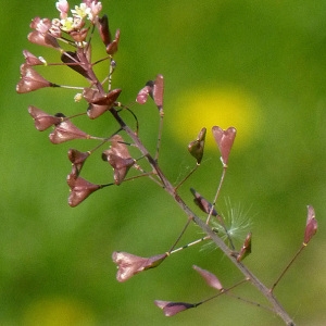 Photographie n°59469 du taxon Capsella rubella Reut. [1854]