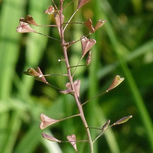 Photographie n°59471 du taxon Capsella rubella Reut. [1854]