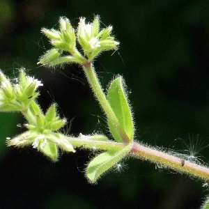 Photographie n°59472 du taxon Cerastium glomeratum Thuill. [1799]