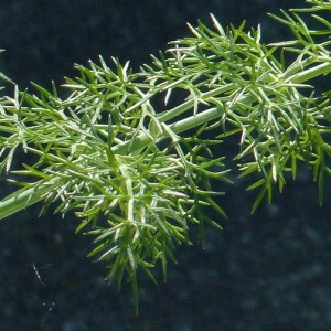 Foeniculum vulgare subsp. piperitum (Ucria) Bég. (Fenouil poivré)