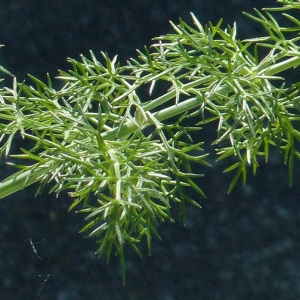 Foeniculum divaricatum sensu auct. (Fenouil poivré)