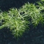  Bertrand BUI - Foeniculum vulgare subsp. piperitum (Ucria) Bég. [1907]