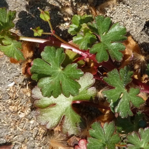 Photographie n°59476 du taxon Geranium lucidum L. [1753]