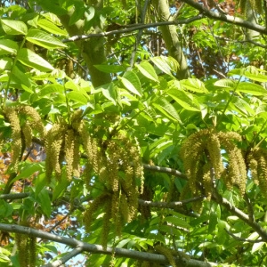 Pterocarya fraxinifolia (Poir.) Spach (Noyer ailé du Caucase)