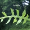  Liliane Roubaudi - Lactuca perennis L. [1753]