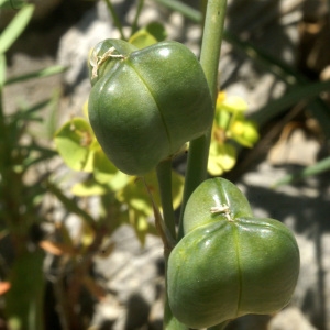 Photographie n°59507 du taxon Dipcadi serotinum (L.) Medik. [1790]