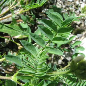  - Astragalus australis f. australis 