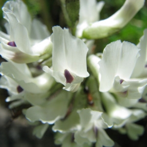 Astragalus australis (L.) Lam. var. australis (Astragale du Sud)