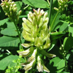 Photographie n°59529 du taxon Astragalus glycyphyllos L.