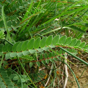 Photographie n°59533 du taxon Astragalus monspessulanus L.