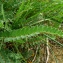  Catherine MAHYEUX - Astragalus monspessulanus L.