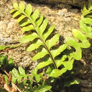 Photographie n°59537 du taxon Asplenium marinum L.