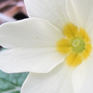 Photographie n°59539 du taxon Primula acaulis (L.) Hill [1765]