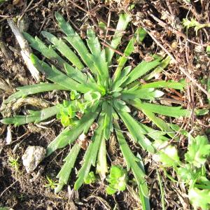  - Plantago coronopus subsp. coronopus