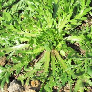  - Plantago coronopus subsp. coronopus