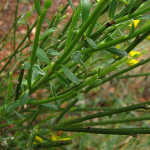 Photographie n°59546 du taxon Cytisus oromediterraneus Rivas Mart., T.E.Díaz, Fern.Prieto, Loidi & Penas [1984]