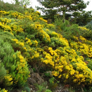 Photographie n°59547 du taxon Cytisus oromediterraneus Rivas Mart., T.E.Díaz, Fern.Prieto, Loidi & Penas [1984]