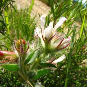 Photographie n°59554 du taxon Dorycnium hirsutum (L.) Ser.