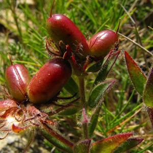 Photographie n°59555 du taxon Dorycnium hirsutum (L.) Ser.