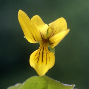 Photographie n°59564 du taxon Viola biflora L. [1753]